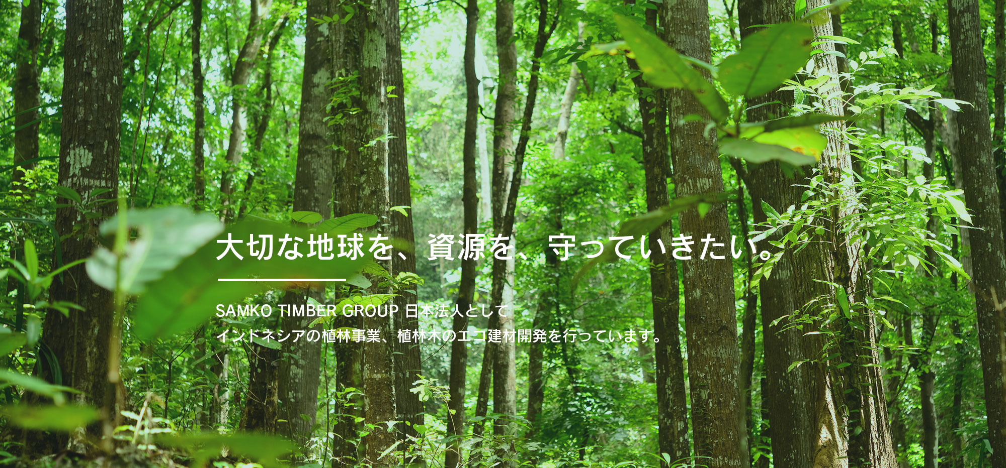 大切な地球を、資源を、守っていきたい。SAMKO TIMBER GROUP 日本法人としてインドネシアの植林事業、植林木のエコ建材開発を行っています。